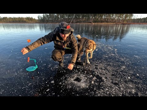 Видео: ОСТАВИЛ ЖЕРЛИЦЫ БЕЗ ПРИСМОТРА И ОБАЛДЕЛ. РЫБАЛКА ПО ПЕРВОМУ ЛЬДУ. ПЕРВЫЙ ЛЁД 2024. ЖЕРЛИЦЫ И ЩУКИ