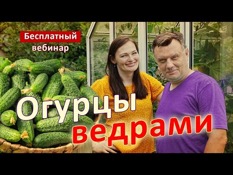Видео: ОГУРЦЫ завалят урожаем, желтеть не будут! Бесплатный вебинар