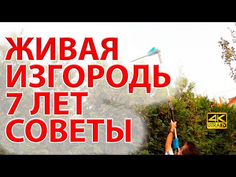 Видео: Живая изгородь из туи Брабант и бирючины. 7 лет забору. Советы. 🌲🌲🌲