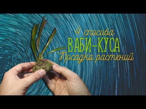 Видео: Ваби-Куса. Посадка растений. 4 способа посадки!