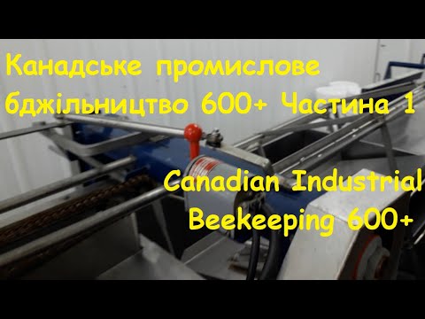 Видео: Канадське промислове бджільництво 600+ #пчеловодствов6тирамочныхульях