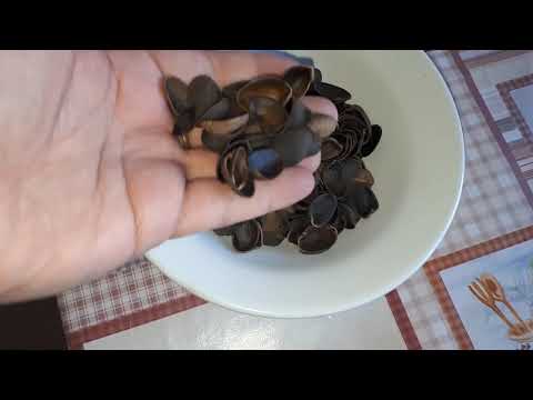 Видео: САМОГОН НА ФИСТАШКАХ