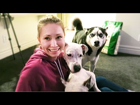 Видео: ПЯТЬ СОБАК В ОДНОМ ДОМЕ!
