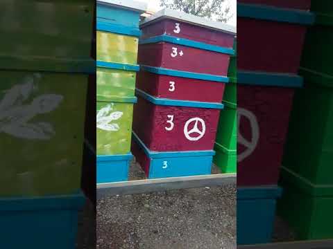 Видео: Прицеп для бджіл