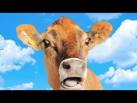 Видео: Джерсейская порода коров | Сколько молока дает корова джерси и чем она отличается от голштинов