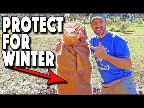 Видео: Как уберечь инжир от зимовки! Когда и почему инжир нуждается в защите