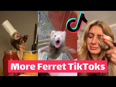 Видео: ХОРЬКИ захватывают TikTok | САМОЕ СМЕШНОЕ в тренде