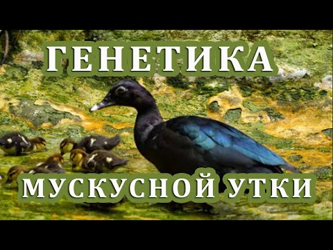 Видео: Генетика окрасов мускусных уток. ДЛЯ ЛЮБИТЕЛЕЙ МУСКУСОВ часть 2