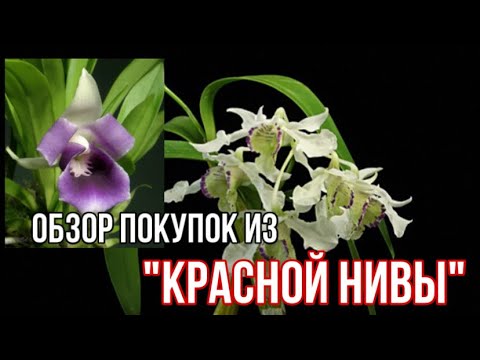 Видео: Мои покупки растений из «Красной Нивы»🌺 || Обзор покупок орхидей || Редкие орхидеи ☺️