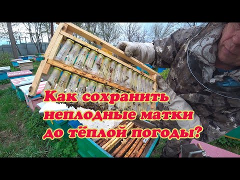 Видео: ПРОВЕРКА ВЫХОДА МАТОК, ХРАНЕНИЕ НЕПЛОДНЫХ, ВЫСТАВКА НУКЛЕУСОВ НА ОБЛЁТНИК