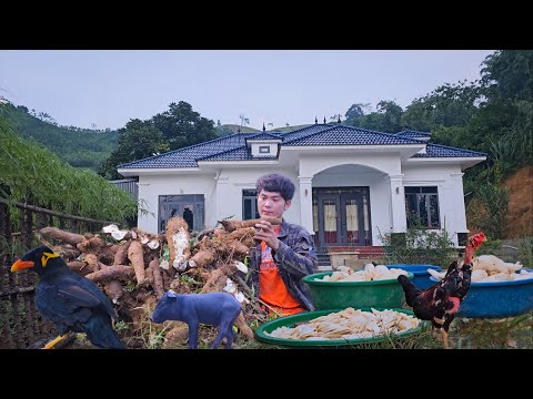 Видео: Сбор старого маниока для ферментации и производства традиционного вина по рецепту матери.