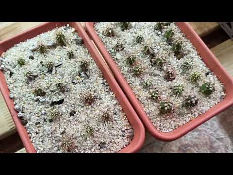 Видео: Пикировка сеянцев кактусов: грунт и процесс пикировки