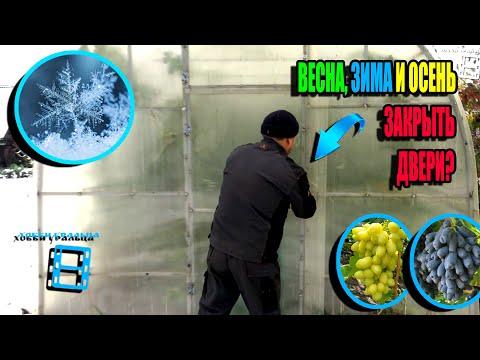 Видео: КОГДА ОТКРЫВАТЬ ДВЕРИ В ВИНОГРАДНОЙ ТЕПЛИЦЕ ВЕСНОЙ, ОСЕНЬЮ И ЗИМОЙ? СЕВЕРНЫЙ ВИНОГРАДНИК 23-44