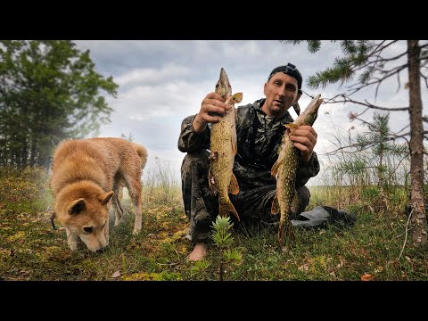 Видео: ПОЛУЧИЛ В ГЛАЗ. НОЧЬ ЗАСТАЛА. НА ОЗЕРО С РЫБАЛКОЙ.