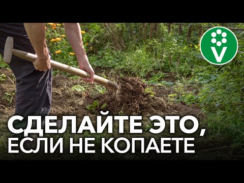 Видео: ОГОРОД БЕЗ ПЕРЕКОПКИ: обязательно сделайте это, если не копаете грядки осенью