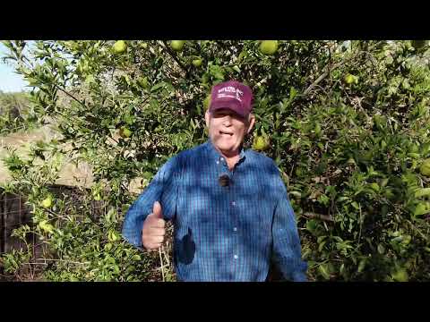 Видео: 10 фруктовых деревьев и кустарников, которые я больше не буду сажать в юго-восточной части Техаса...