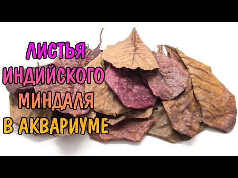 Видео: ЛИСТЬЯ МИНДАЛЯ В АКВАРИУМЕ. КЕТАПАНГ. КАТАППА