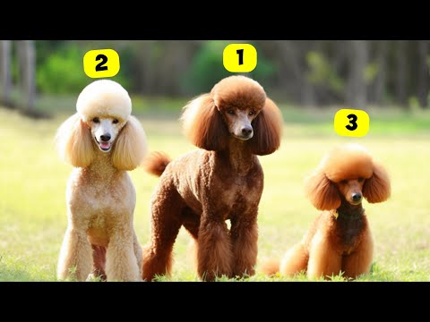 Видео: 7 ВИДОВ ПУДЕЛЕЙ