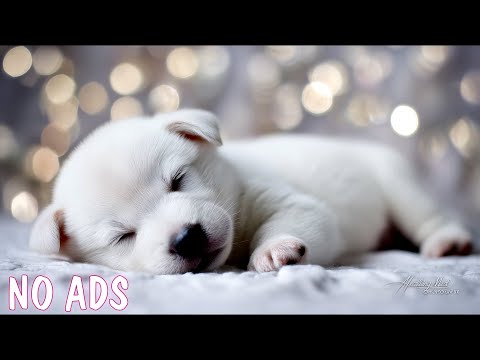Видео: 1 час успокаивающих мелодий для собак🎵🐶Музыка для снятия тревоги при разлуке