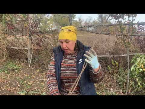Видео: Як захистить хурму взимку. 19.10.25