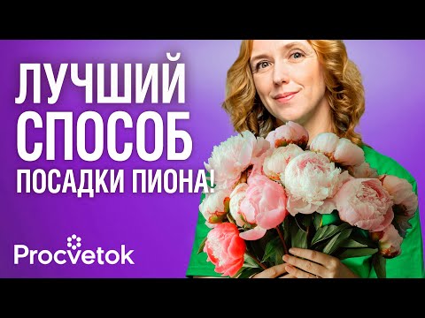 Видео: НЕВЕРОЯТНО ПЫШНОЕ ЦВЕТЕНИЕ ПИОНОВ ОБЕСПЕЧЕНО при такой посадке осенью!