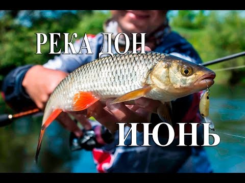 Видео: Ловля голавля в Липецкой области. Река Дон. Июнь.