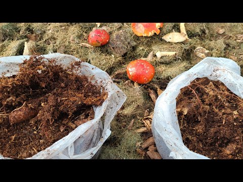 Видео: Как я храню МИКОРИЗУ. ( Продаю семена томатов)