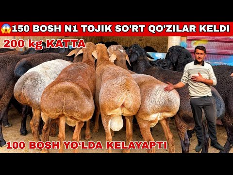 Видео: 👍150 Бош КУЗИНИ НАРХИДА 2 ТИШ КУЧКОРЛАР КЕЛДИ ЙАНА 100 БОШ ЙУЛДА