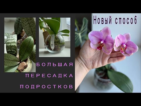 Видео: Пересаживаю азиатские подростки орхидей. Несколько интересных вариантов✅