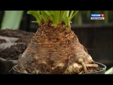 Видео: Посев лука-порея и корневого сельдерея. Шубина Людмила Николаевна. Сад Шубиной.