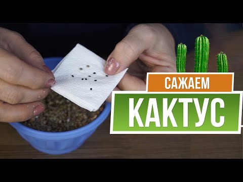 Видео: Как правильно посадить кактус из семян 🌵 Посадка кактуса семенами 🌵