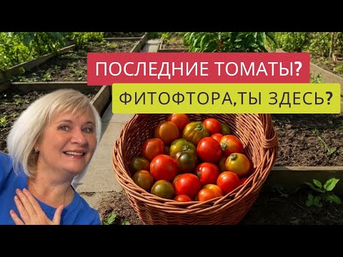 Видео: ФИТОФТОРА РЕШИЛА ЗАЯВИТЬСЯ?!😡🫣❌Прощаемся с томатами и встречаем НОВЫЕ ПРАВИЛА в СНТ!😩