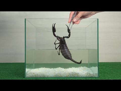 Видео: Невероятные способности скорпиона. Эксперимент. Скорпион под водой.