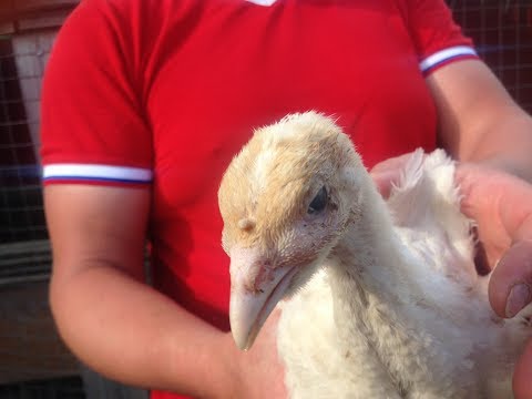 Видео: Лечение синусита у индюков