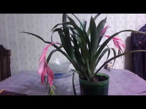 Видео: Бильбергия. О чём же плачет, королева!