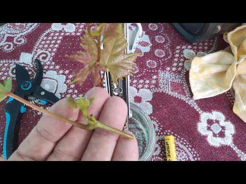 Видео: Летняя прививка винограда сроки, советы и многое другое