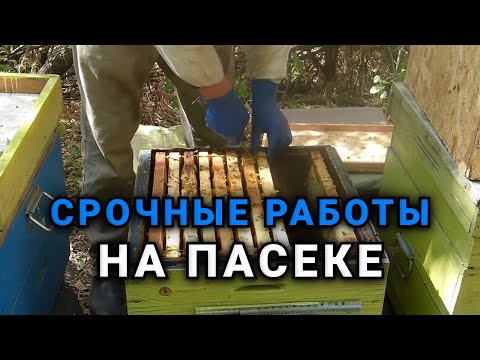 Видео: Сборка пчелиного гнезда в зиму.Как правильно быстро и качественно произвести сборку пчелиного гнезда