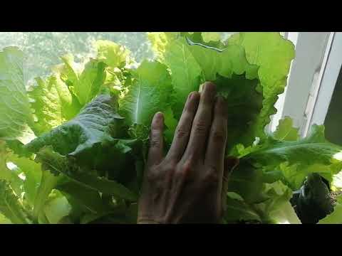 Видео: Выращивание зелени на окне методом гидропоники