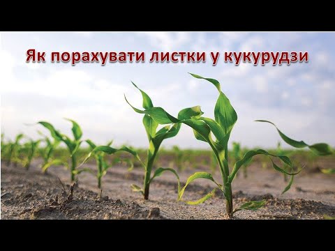 Видео: Як порахувати листки у кукурудзи.