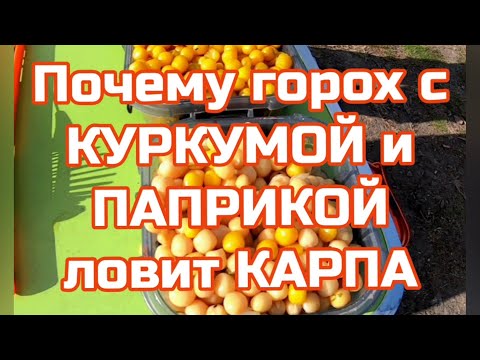 Видео: Почему горох с КУРКУМОЙ и ПАПРИКОЙ ловят карпа.