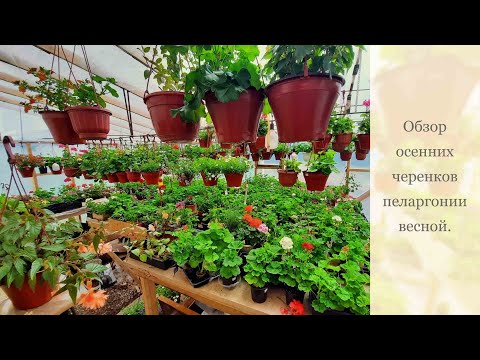 Видео: Обзор осенних черенков пеларгонии весной!