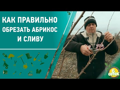 Видео: Как правильно обрезать абрикос и сливу. 6 соток 15.03.2021