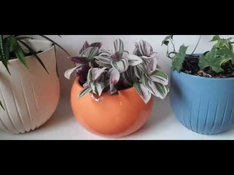 Видео: Комнатные растения. Маленький обзор.1 октября 2023 г.