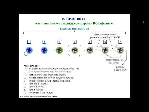 Видео: В-лимфопоэз