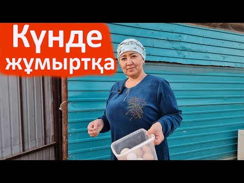 Видео: 15 тауықтан 11 тауық туып тұр. Күнде жұмыртқа