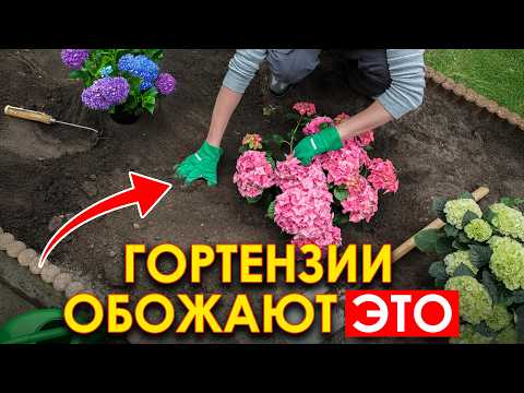 Видео: ПЫШНЫЕ гортензии не вырастут без ЭТОГО секрета! 8 ошибок, которые допускают ВСЕ!