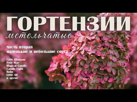 Видео: МОЙ САД: метельчатые гортензии, часть вторая - сорта небольшого размера