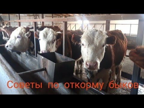 Видео: Откорм бычков 2021г . сколько кормовых даю в день, советы начинающим , ответы подписчикам.