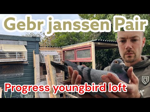 Видео: Наша легендарная пара Janssen 🕊️ | Большой прогресс по новому голубятне Youngbird!
