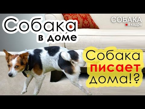 Видео: Собака писает дома,метит. Такса.